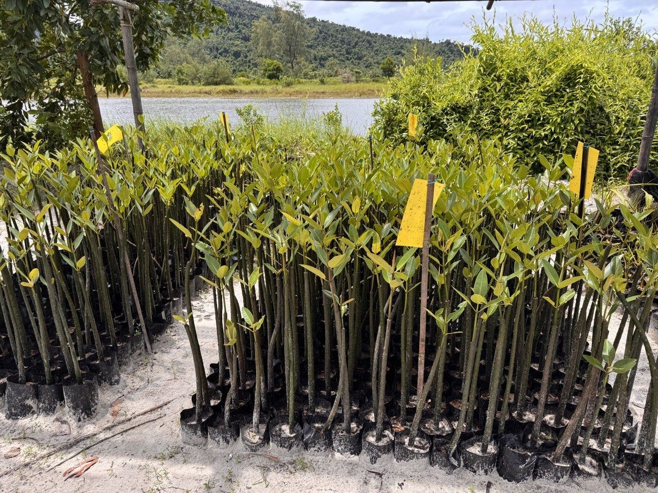 Rows of young mangrove seedlings in black nursery bags beside a lagoon
