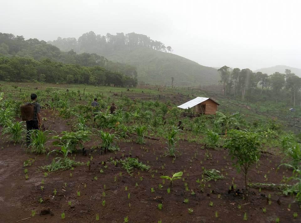 Upland indigenous swidden field — workers checking emerging rice and maize through mist on a recently-cleared hillside, with traditional wooden hut